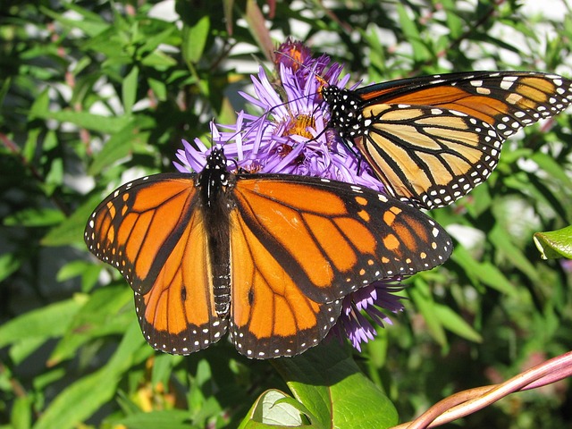 Transformation Two butterflies feeding from a flower.